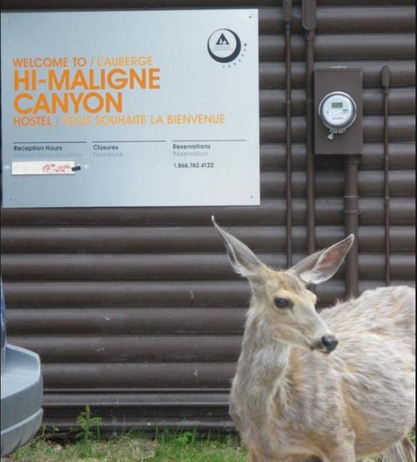 جاسبر Hi Maligne Canyon - Hostel المظهر الخارجي الصورة